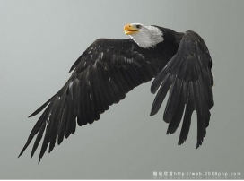 日本摄影大师：鸟类猫头鹰鸽子的展翅翱翔