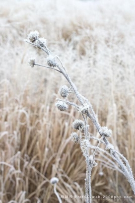 英国Home For Winter冬天植物树枝摄影欣赏