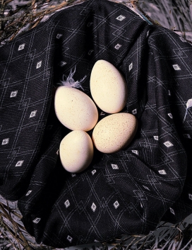 意大利scarf-nest动物蛋类鸟蛋鸡蛋艺术摄影素材