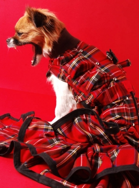 法国“SPANISH DOGS” for The Hollywood Dog 好莱坞的宠物狗