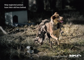 老外RSPCA 防止虐待动物保护广告 Help neglected animals leave their old lives behind 帮助被忽视的动物离开他们背后的旧生活
