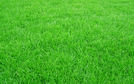 分享高清晰绿茵茵足球场草地草坪桌面壁纸
