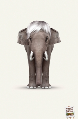 欧美Perth Zoo珀斯动物园平面设计-大象艺术