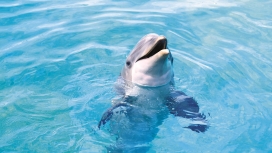 高清：Animals/Dolphins海豚摄影图片