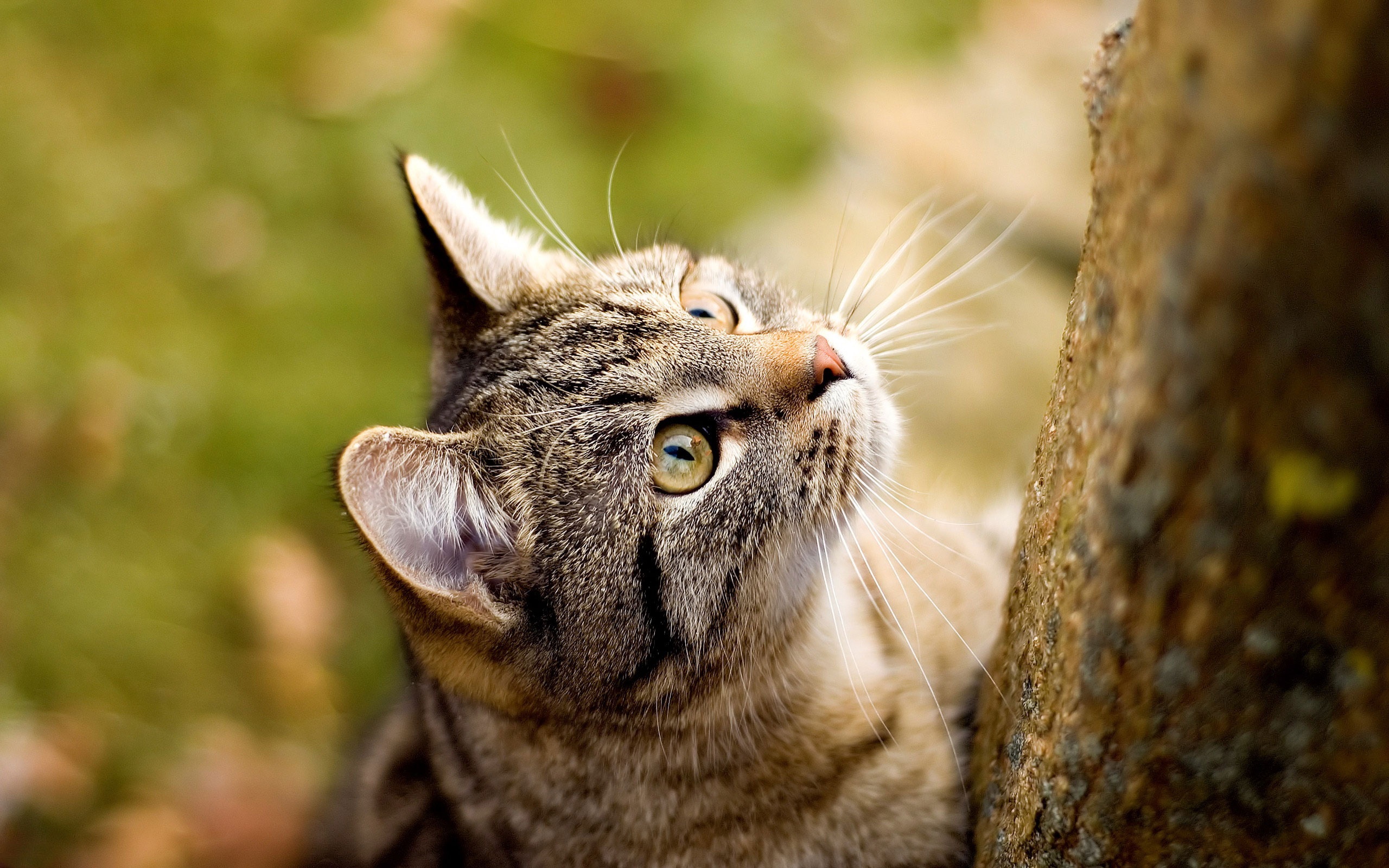 高清晰猫科动物摄影波斯猫