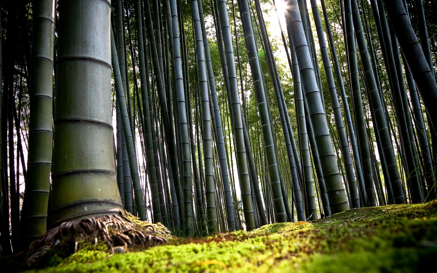 高清晰竹子摄影图