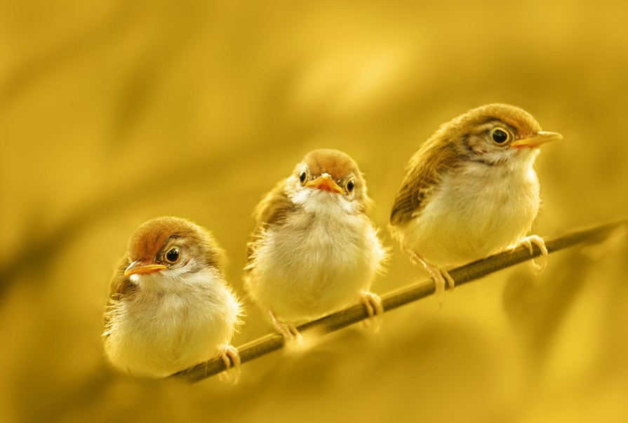 10个清新可爱的小动物鸟摄影灵感