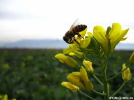 地理摄影：高清晰植物昆虫摄影图-蜜蜂-瓢虫-向日葵