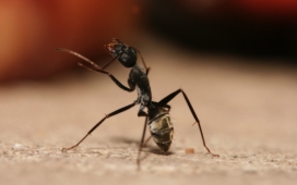 蚂蚁狂想曲-高清晰昆虫之蚂蚁摄影