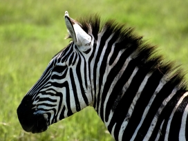非洲高清晰大草原动物之斑马摄影