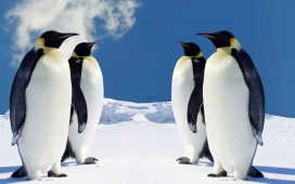 高清晰企鹅摄影图