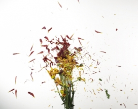 国外创意瞬间抓拍摄影欣赏-Flower Study爆破的花瓣