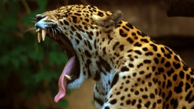 高清晰动物之声-金钱豹摄影图