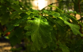 高清晰植物摄影图-绿色+黄花+草莓汁+红花