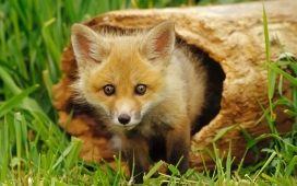 高清晰野生动物摄影-狡猾的狐狸