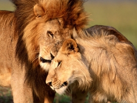 王者归来-高清晰非洲草原兽中之王狮子LION壁纸欣赏