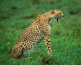 高清晰野生动物摄影-非洲豹