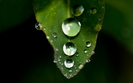高清晰绿色植物叶子-露珠水珠