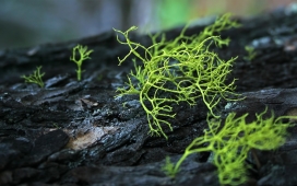 高清晰蕨类植物摄影-苔藓