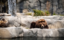 高清晰动物摄影-熊-棕熊-浣熊-北极熊