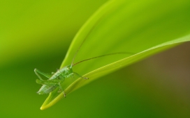 高清晰昆虫摄影-蚱蜢-蝗虫