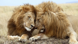 高清晰非洲野生猫科动物-雄狮子