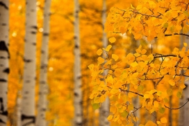 科罗拉多州山区秋季的颜色