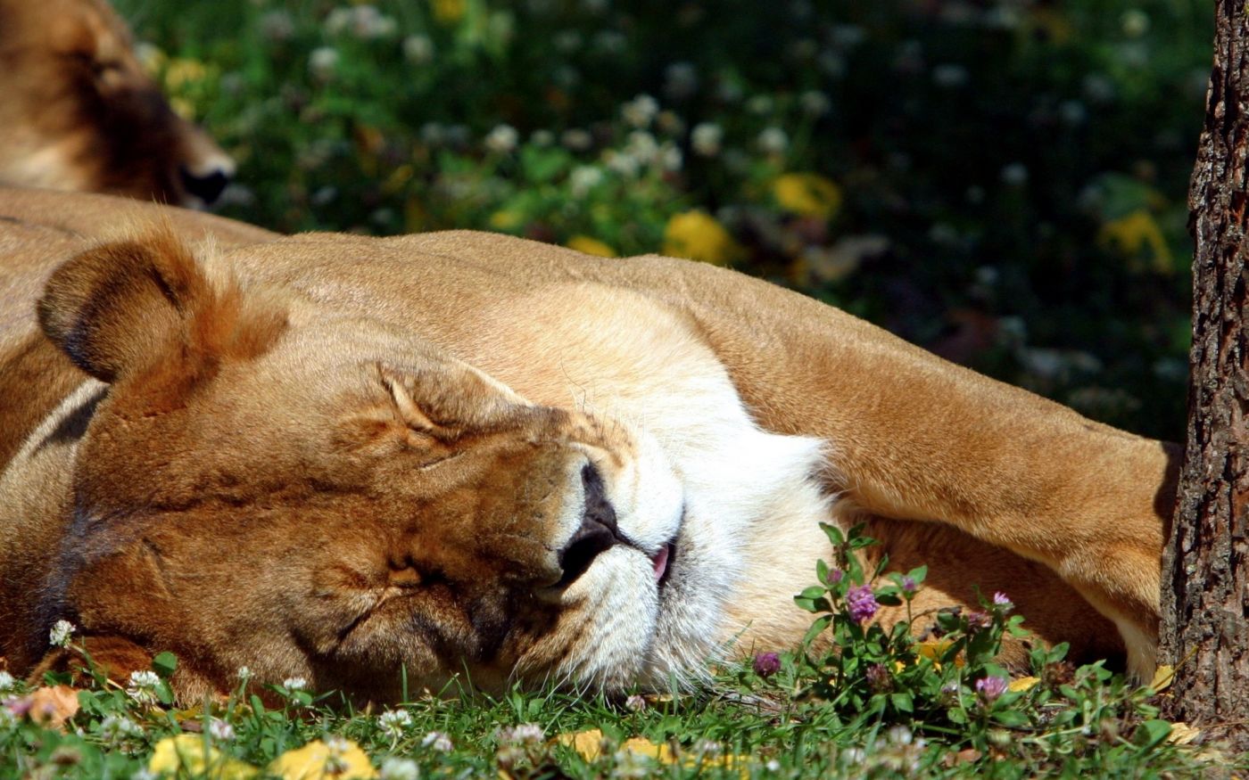 沉睡的狮子倒影图片