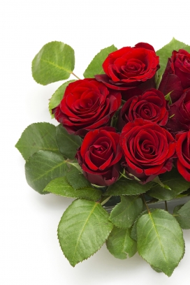 高清晰红色玫瑰花素材壁纸-红花配绿叶