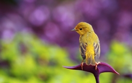 小鸟-高清晰动物摄影