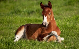 美丽的马-高清晰动物摄影之马