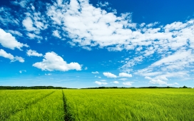 高清晰绿色草原+蓝天白云壁纸