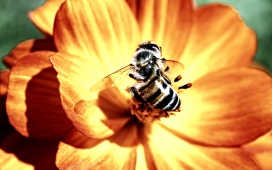 勤劳者！高清晰蜜蜂采花粉壁纸