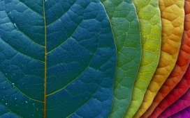 高清晰纹理植物叶子摄影壁纸