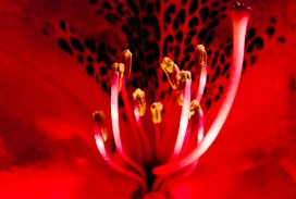 Red红花情-英国摄影师Daniel Garcia作品-花瓣微距写真