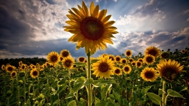 高清晰盛开的sunflowers向日葵壁纸