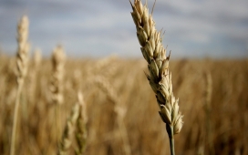 高清晰夏季小麦微距摄影壁纸