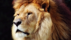 高清晰-犹豫狮子的脸壁纸