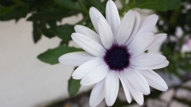 高清晰美丽白色的花