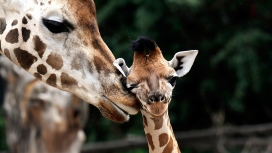 长颈鹿的爱-高清晰长颈鹿妈妈舔宝宝壁纸