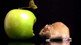 偷吃苹果的老鼠壁纸