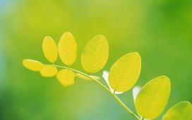 高清晰美丽的绿黄叶植物壁纸