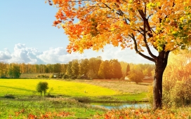 秋景-唯美的自然枫叶树景观
