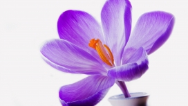 高清晰紫丁香花瓣植物壁纸