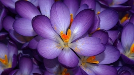 高清晰紫色花蕾写真摄影