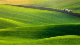 壮观的绿色领域-高清晰绿色草坪山坡壁纸