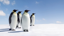 penguins南极企鹅壁纸