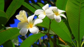 绿色+白色-tropical flowers热带花卉壁纸