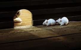 洞口两只白鼠与猫的壁纸