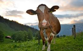 奶牛COW动物壁纸